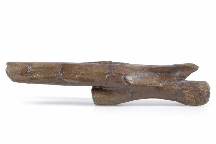 Ornithomimid Dinosaur (Struthiomimus?) Caudal Vertebra - Montana #357044